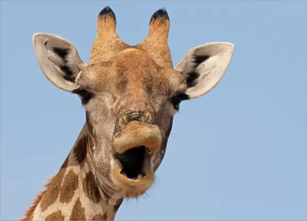 Giraffe (Giraffa camelopardalis) adult female, close-up of head, mouth open, Etosha N. P. Namibia