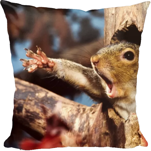 Eastern Grey Squirrel (Sciurus carolinensis) adult, yawning and stretching leg, emerging from hole in tree trunk, U. S. A
