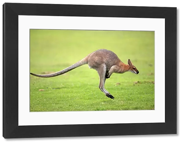 Agile Wallaby (Macropus agilis) adult, jumping, Australia