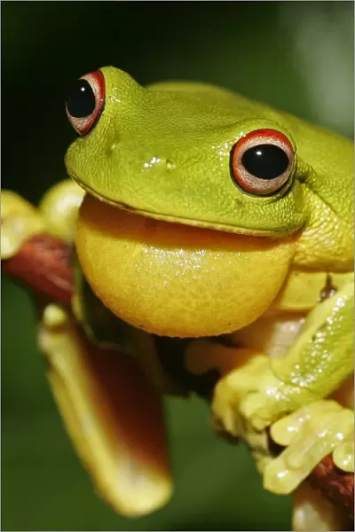Red-eyed Treefrog (Litoria chloris) adult male, with inflated vocal sac, Queensland, Australia