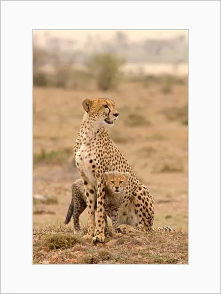 Cheetah (Acinonyx jubatus) adult female with cub, sitting, Masai Mara, Kenya