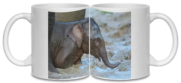 Bornean Elephant (Elephas maximus borneensis) baby, in primary rainforest river, Kinabatangan River, Sukau, Sabah