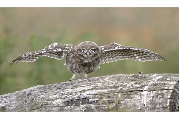 Little Owl (Athene noctua) young, displaying with wings spread, Leicestershire, England, june