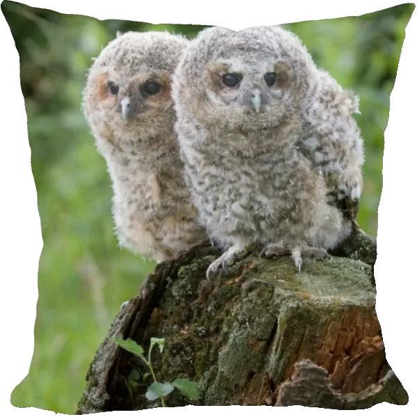 Tawny Owl (Strix aluco) two fledgling chicks, standing on stump, Suffolk, England, may