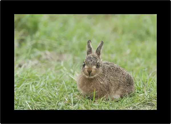 European Hare (Lepus europaeus) leveret, sitting, North Kent Marshes, Kent, England, april