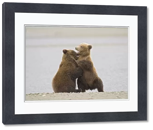 Grizzly Bear (Ursus arctos) two cubs, play-fighting beside water, Alaska, U. S. A
