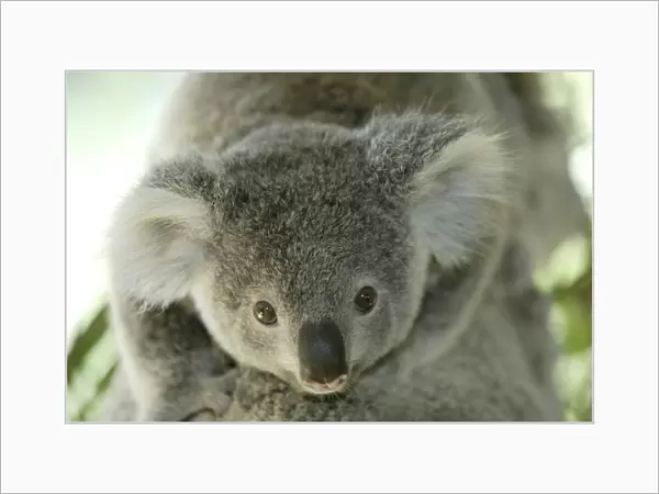 Koala Phascolarctos cinereus Phascolarctos cinereus baby riding on back