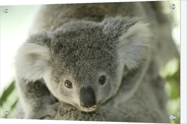 Koala Phascolarctos cinereus Phascolarctos cinereus baby riding on back