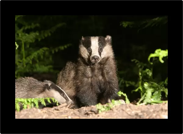 Badger in a woodland. side, face on, meles meles