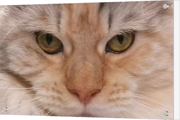Domestic Cat, Silver, Cream and White Maine Coon, adult, close-up of face