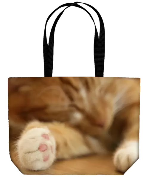Domestic Cat, ginger and white tabby, adult, sleeping, close-up of paws, England