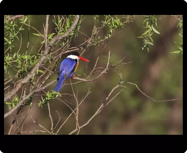 Black-capped Kingfisher (Halcyon pileata) adult, perched on branch, Beidaihe, Hebei, China, may