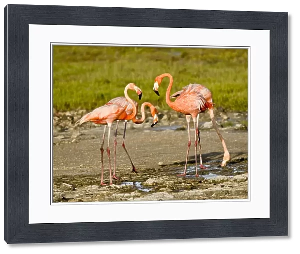 Caribbean Flamingo (Phoenicopterus ruber) four adults, drinking from small freshwater pools, Bonaire, Leeward Antilles, Lesser Antilles, Caribbean