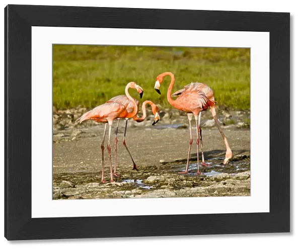 Caribbean Flamingo (Phoenicopterus ruber) four adults, drinking from small freshwater pools, Bonaire, Leeward Antilles, Lesser Antilles, Caribbean