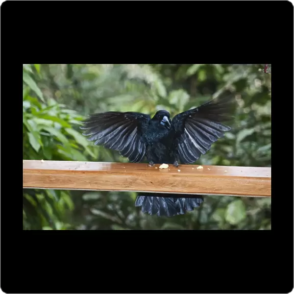 Black Butcherbird (Cracticus quoyi) adult, with wings spread, feeding on scraps from verandah, Atherton Tableland, Queensland, Australia