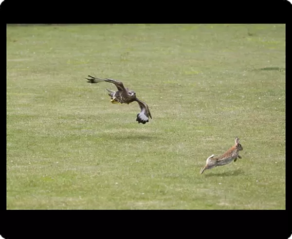 Common Buzzard (Buteo buteo) adult, in flight, chasing European Rabbit (Oryctolagus cunniculus) prey (composite image)