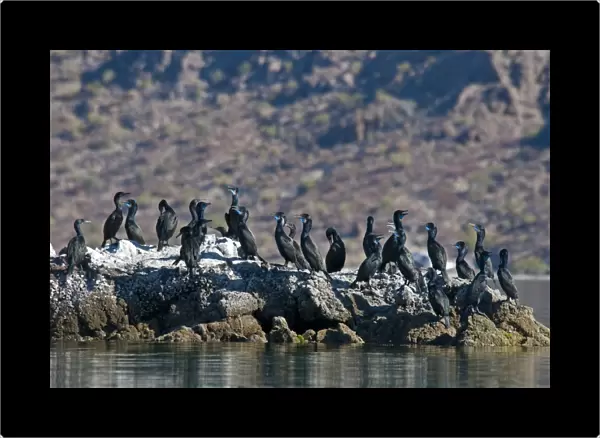 Brandt's Cormorant (Phalacrocorax penicillatus) flock, standing on coastal rocks, Bahia de la Concepcion, Baja California Sur, Mexico, march