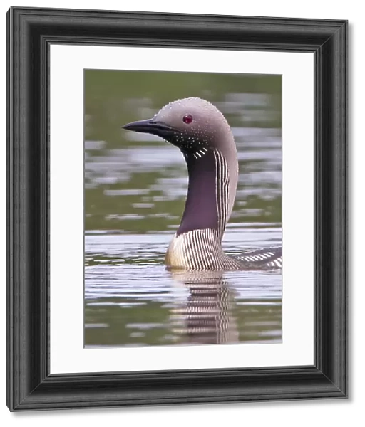 Black-throated Diver (Gavia arctica) adult, summer plumage, close-up of head and neck, swimming on lake, Finland, july