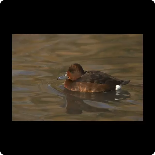 Ferruginous Duck (Aythya nyroca) adult female, swimming, Slimbridge W. W. T. (captive)