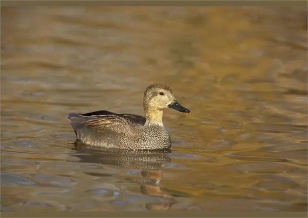 Gadwall (Anas strepera) adult male, swimming, Severn Valley, Gloucestershire, England, winter