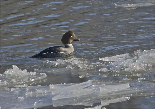Common Goldeneye (Bucephala clangula) adult female, swimming on icy river, River Nith, Dumfries and Galloway, Scotland, december
