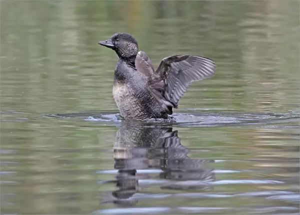 Musk Duck (Biziura lobata) adult female, shaking water from wings, Western Australia, Australia, october