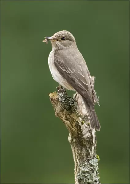 Spotted Flycatcher (Muscicapa striata) adult, with moth in beak, perched on branch, England, june