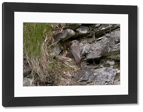 Spotted Flycatcher (Muscicapa striata) adult, feeding chicks in nest on rocky bank, England, june