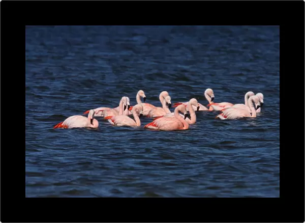 Chilean Flamingo (Phoenicopterus chilensis) adults, flock feeding in water, Estancia la Angostura, Santa Cruz, Argentina, november