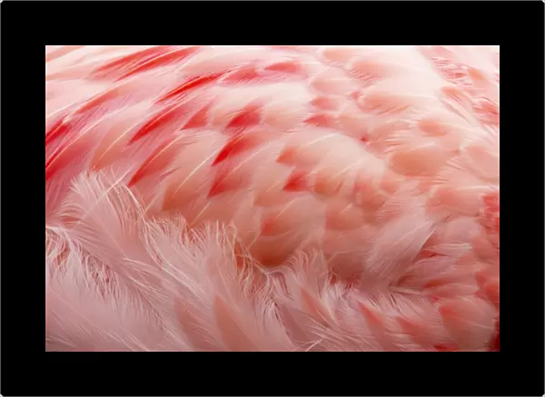 Andean Flamingo (Phoenicoparrus andinus) adult, close-up of feathers, Slimbridge W. W. T. (captive)