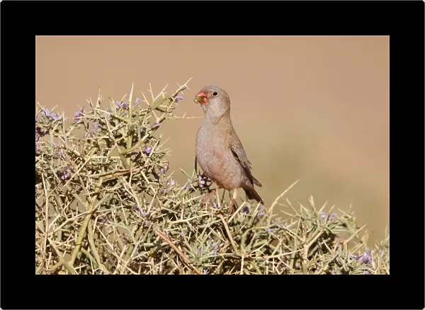 Trumpeter Finch (Rhodopechys githaginea) adult male, feeding on thorny bush, near Erg Chebbi, Morocco, february