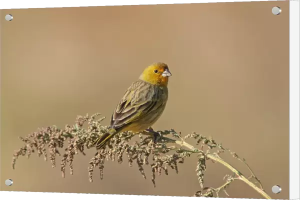 Saffron Finch (Sicalis flaveola) adult male, perched on stem, Vicente Lopez, Buenos Aires Province, Argentina, may