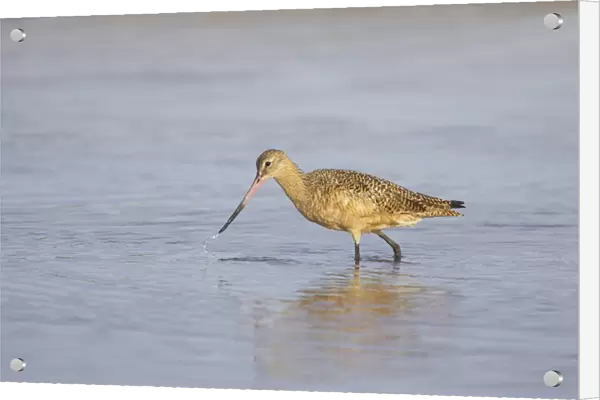 Marbled Godwit (Limosa fedoa) adult, winter plumage, feeding in shallow water, Fort de Soto, Florida, U. S. A