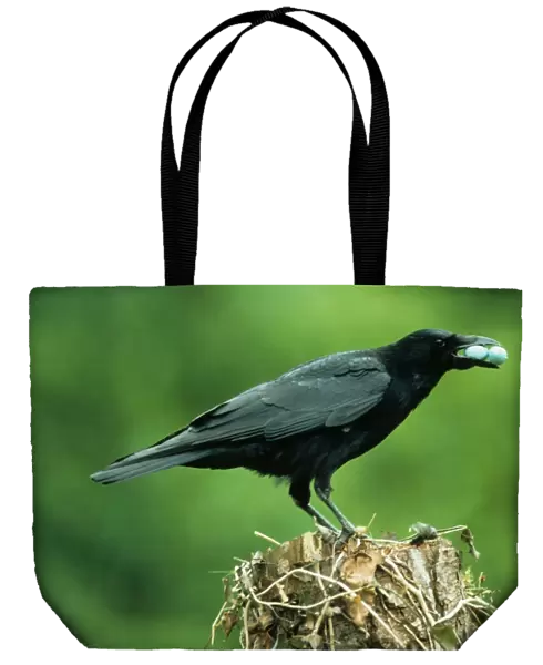 Carrion Crow (Corvus corone) adult, with stolen European Blackbird (Turdus merula) eggs in beak, perched on stump