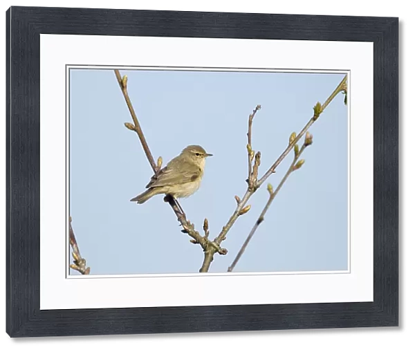 Eurasian Chiffchaff (Phylloscopus collybita) adult, perched on twig, Cley, Norfolk, England, april