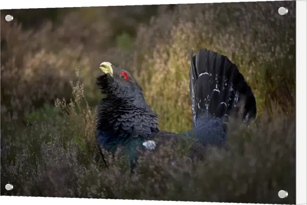 Western Capercaillie (Tetrao urogallus) rogue adult male, displaying in heather on fringe in pine forest, Cairngorm N. P. Highlands, Scotland, march