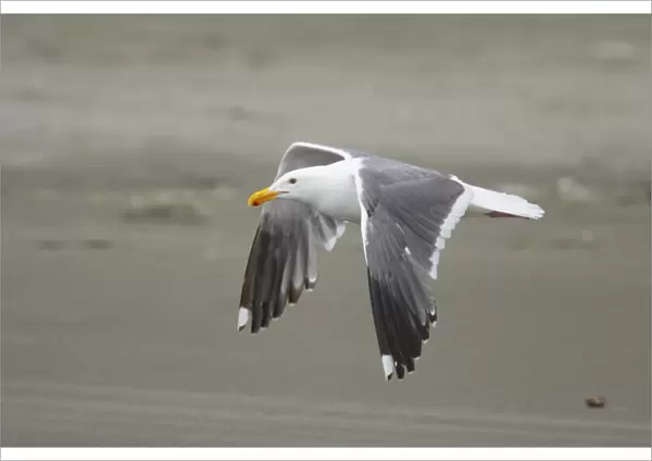 Western Gull (Larus occidentalis) adult, summer plumage, in flight over beach, Oregon, U. S. A
