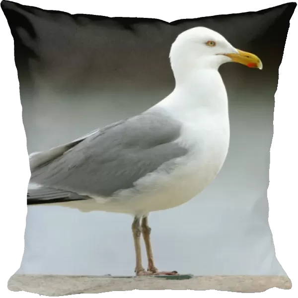 American Herring Gull (Larus smithsonianus) adult, summer plumage, standing, Ellis Island, New York City, New York State, U. S. A. april