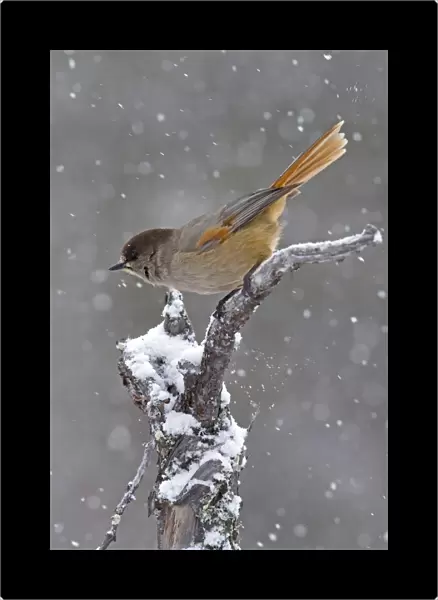 Siberian Jay (Perisoreus infaustus) adult, perched on snow covered branch during snowfall, Finland, march
