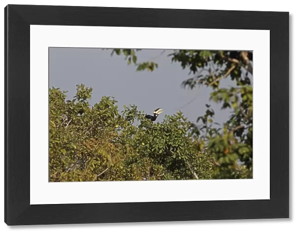 Malabar Pied Hornbill (Anthracoceros coronatus) adult male, feeding, tossing up and catching fruit in beak, perched in treetop, Bandhavgarh N. P. Madhya Pradesh, India, november