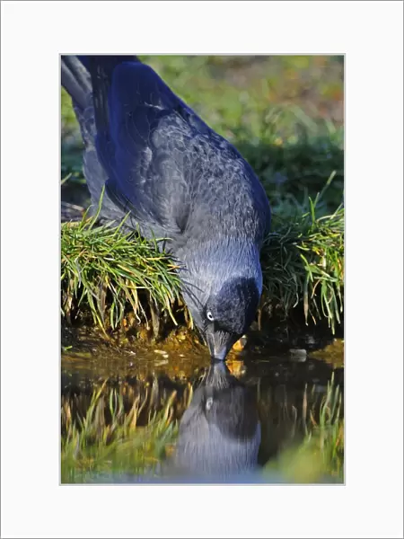 Jackdaw (Corvus monedula) adult, drinking from pond, Oxfordshire, England, march