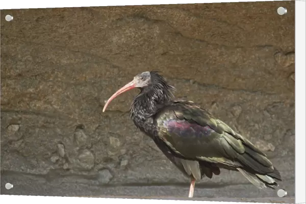 Northern Bald Ibis (Geronticus eremita) adult, standing, Apenheul (captive)