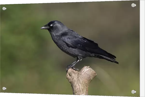 Jackdaw (Corvus monedula) adult, perched on post, Norfolk, England, september