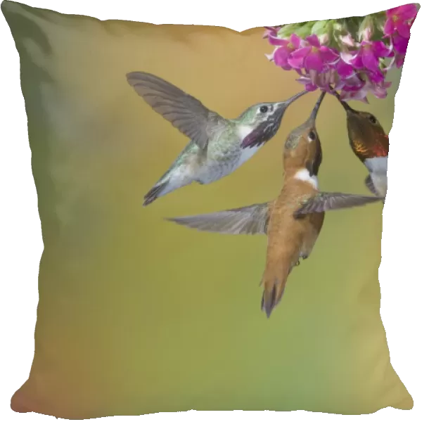Calliope Hummingbird (Stellula calliope) and Rufous Hummingbird (Selasphorus rufus) three adult males, in flight, feeding at flower, British Columbia, Canada, may