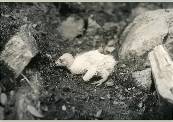 California Condor (Gymnogyps californianus) chick, sitting in nest, photographed before extinction in wild, Los Angeles County, California, U. S. A. 1906 (William L Finley)