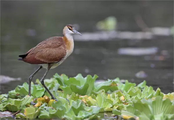 African Jacana (Actophilornis africanus) immature, standing on Water Lettuce (Pistia stratiotes), Gambia, january