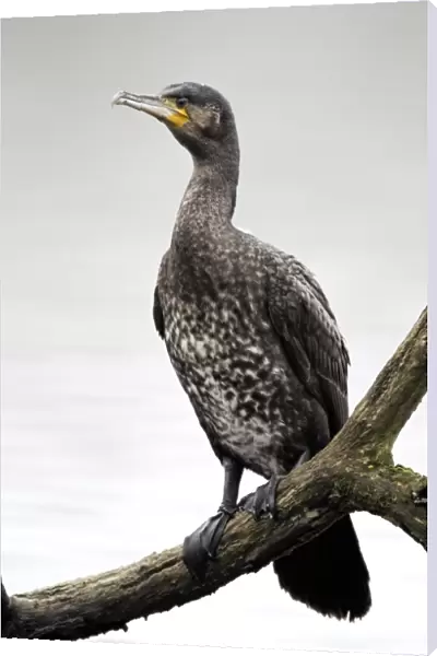 Great Cormorant (Phalacrocorax carbo) juvenile, perched on branch overhanging inland lake, Midlands, England, april