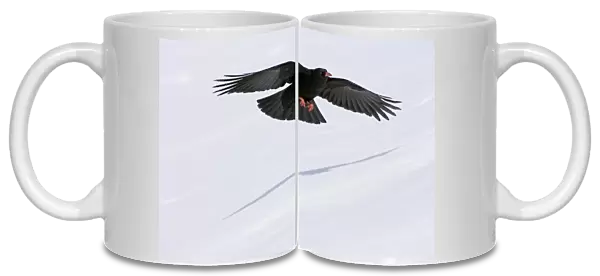 Red-billed Chough (Pyrrhocorax pyrrhocorax) adult, in low flight over snow covered slope, Caucasus Mountains, Georgia, april