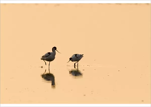 Eurasian Avocet (Recurvirostra avocetta) two adults, with reflection in water at dawn, Titchwell RSPB Reserve, Norfolk, England, april