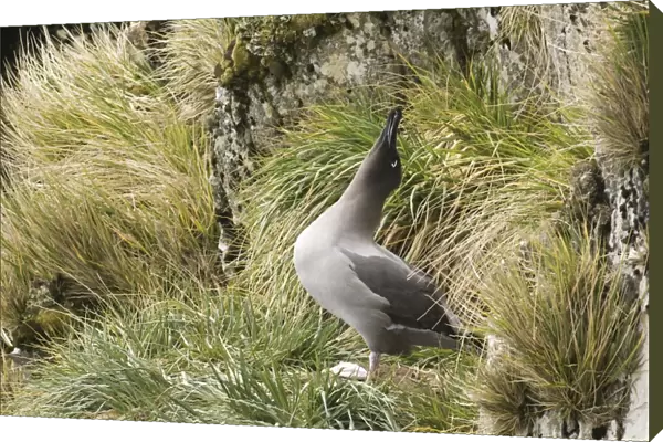 Light-mantled Sooty Albatross (Diomedea palpebrata) adult, displaying, South Georgia, october